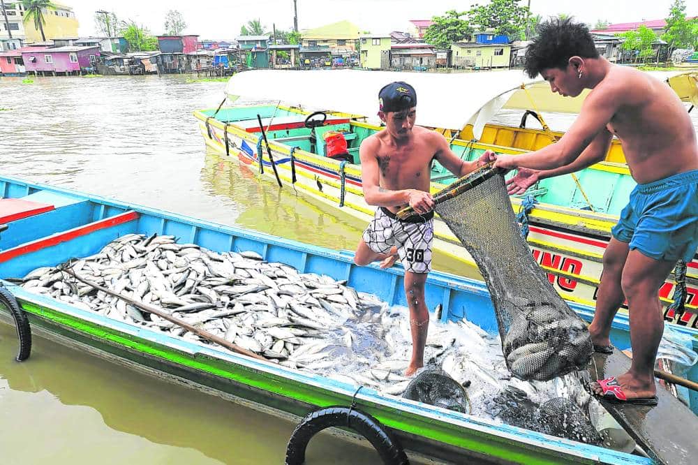 CHALLENGING CONDITIONS Fishpond workers unload afresh harvest of bangus in Dagupan City. In Pangasinan’s coastal towns, fishermen are forced to sail farther out to sea and spend more days there due to lesser catch in municipal waters when temperatures rise during the summer months.