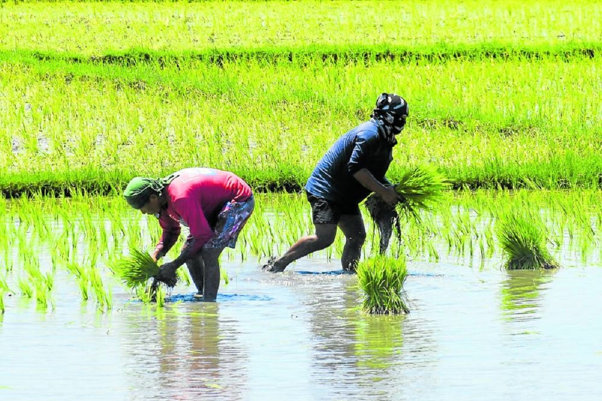 In Pangasinan, farm time shifts amid climate change