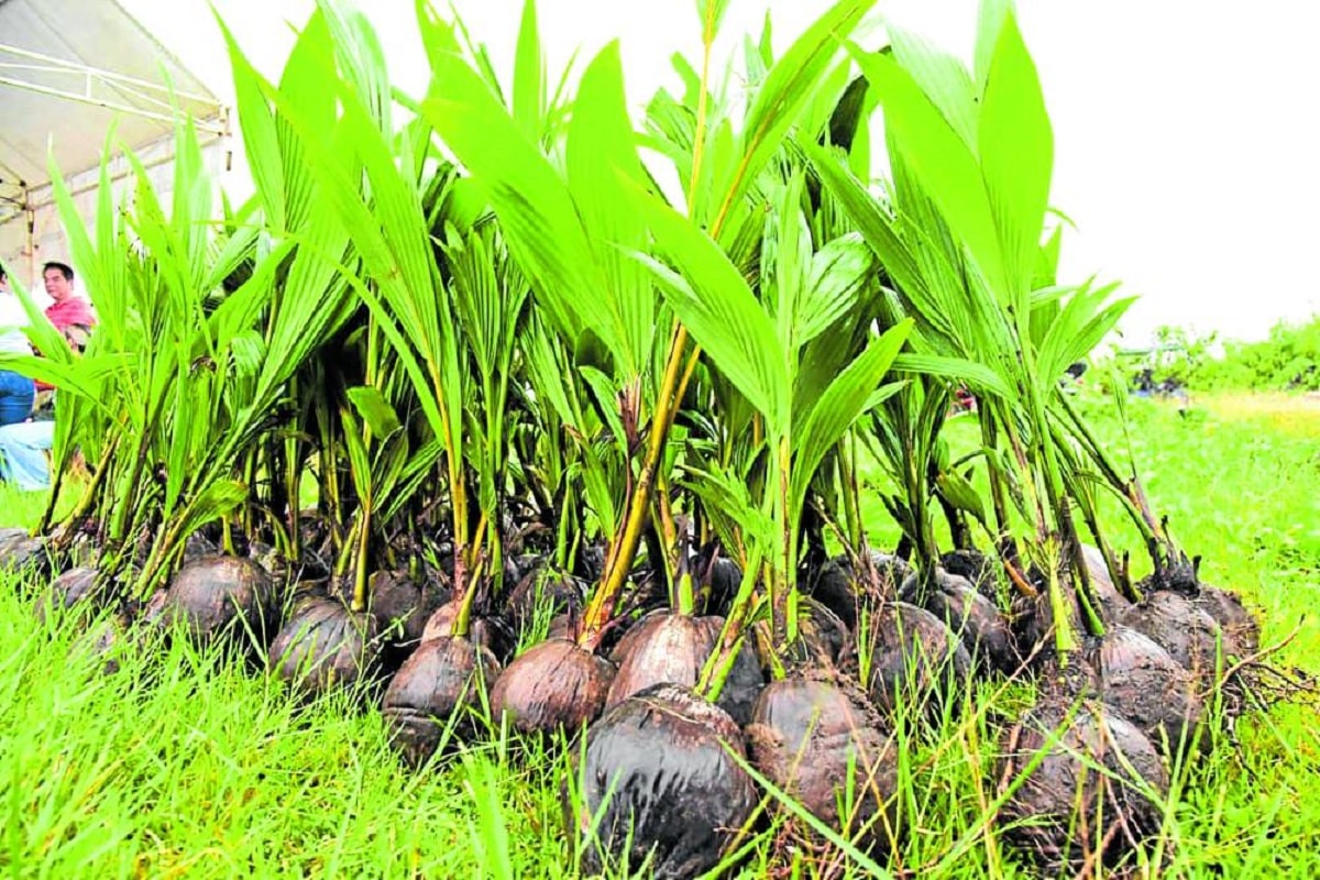 Marcos okays additional P3.5B for coconut propagation