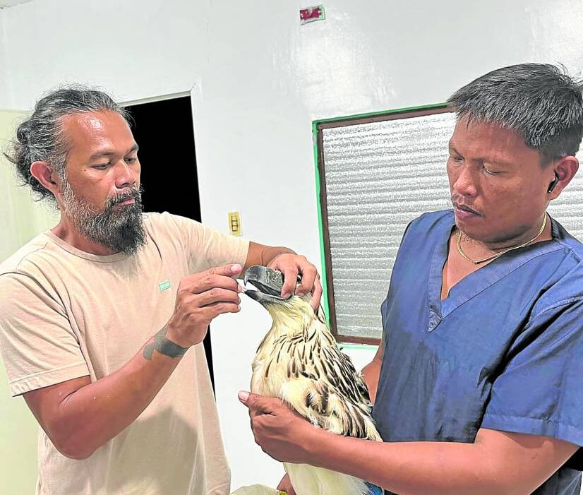 RECOVERY Juvenile Philippine Eagle Kalatungan 2 stays in a temporary shelter at the Philippine Eagle Center in Davao City as it recuperates from its wing amputation. Philippine Eagle Foundation (PEF) breeding and conservation head Dominic Tadena and Jessie Mahinay, PEF animal keeper, help feed the eagle, which was critically injured when rescued in the mountains of Bukidnon on Aug. 31.