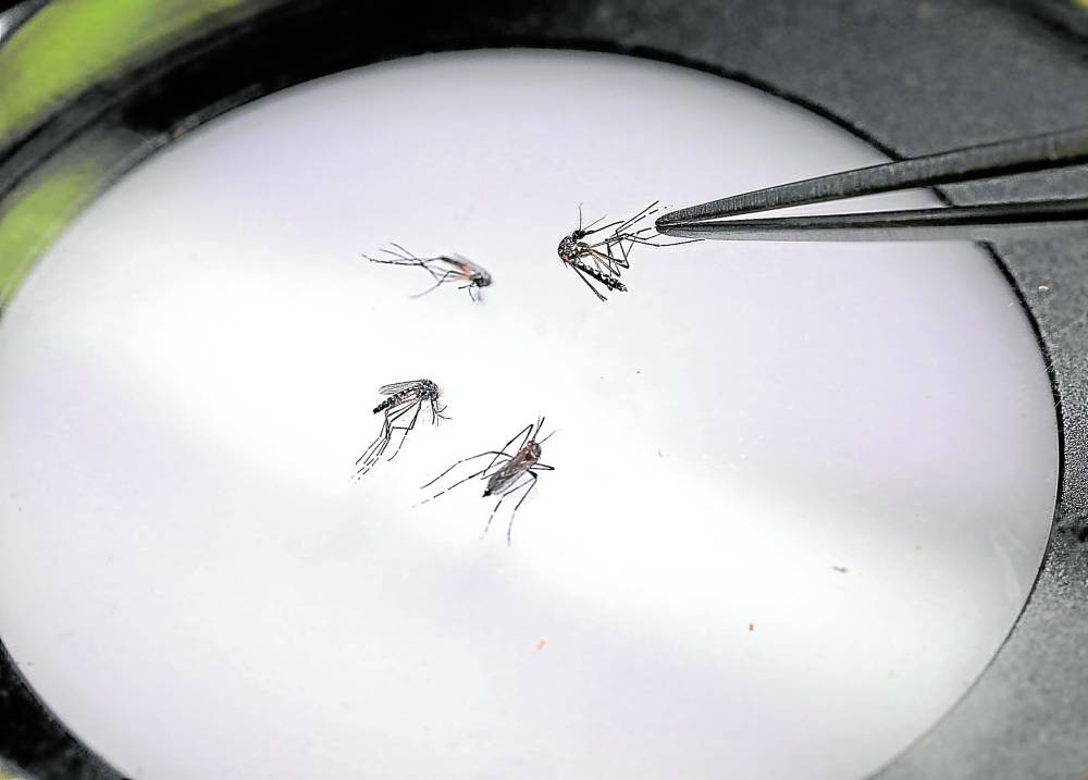 SMALL BUT DEADLY A laboratory technician examines mosquitoesat the World Mosquito Programfactory in Medellin, Colombia, where for almost a decade, they have been finding ways to prevent the transmission of dengue fever which has killed thousands this year in Latin America.