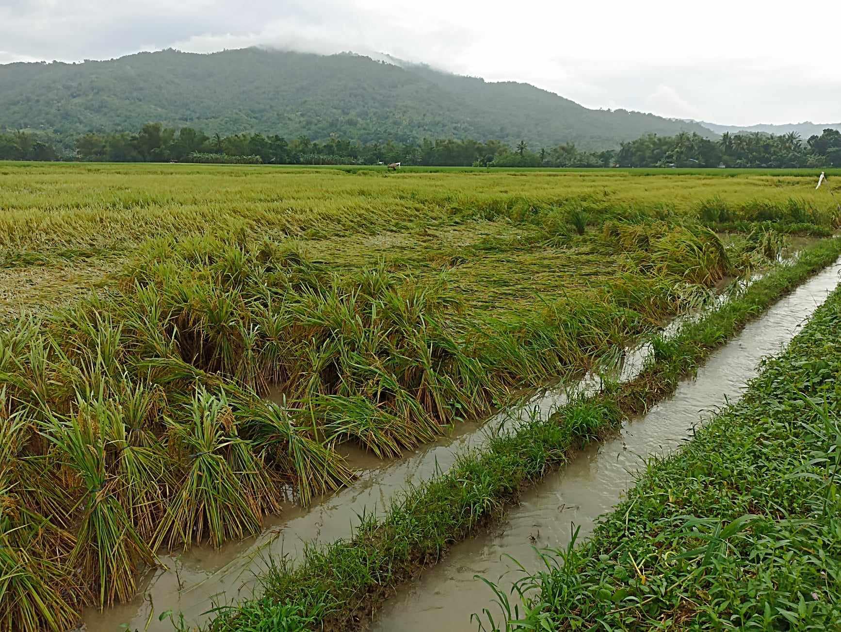 NDRRMC: 24 pessoas mortas após a chuva, danos agrícolas chegam a PHP 600 milhões