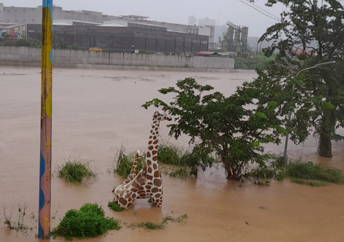 Two giraffe statues seem to be crying for someone to rescue them at the height of the flood in Marikina, after the river reaches the second alarm at 17.1 meters due to Tropical Storm Enteng (international name: Yagi).  The enhanced southwest monsoon, locally termed habagat, added to the flood woes in the city on Monday, September 2, 2024.