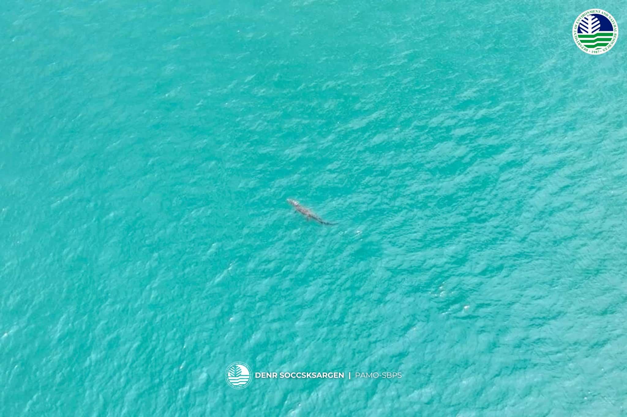 SIGHTED Environmentworkers and fishers, using a drone, document this saltwater crocodile in Sarangani Bay.