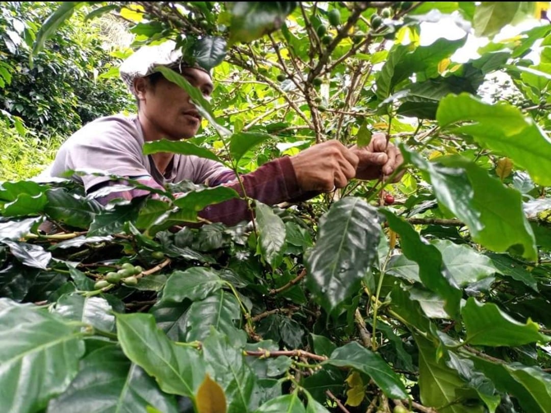 Caça à civeta ameaça cafés especiais em Cotabato