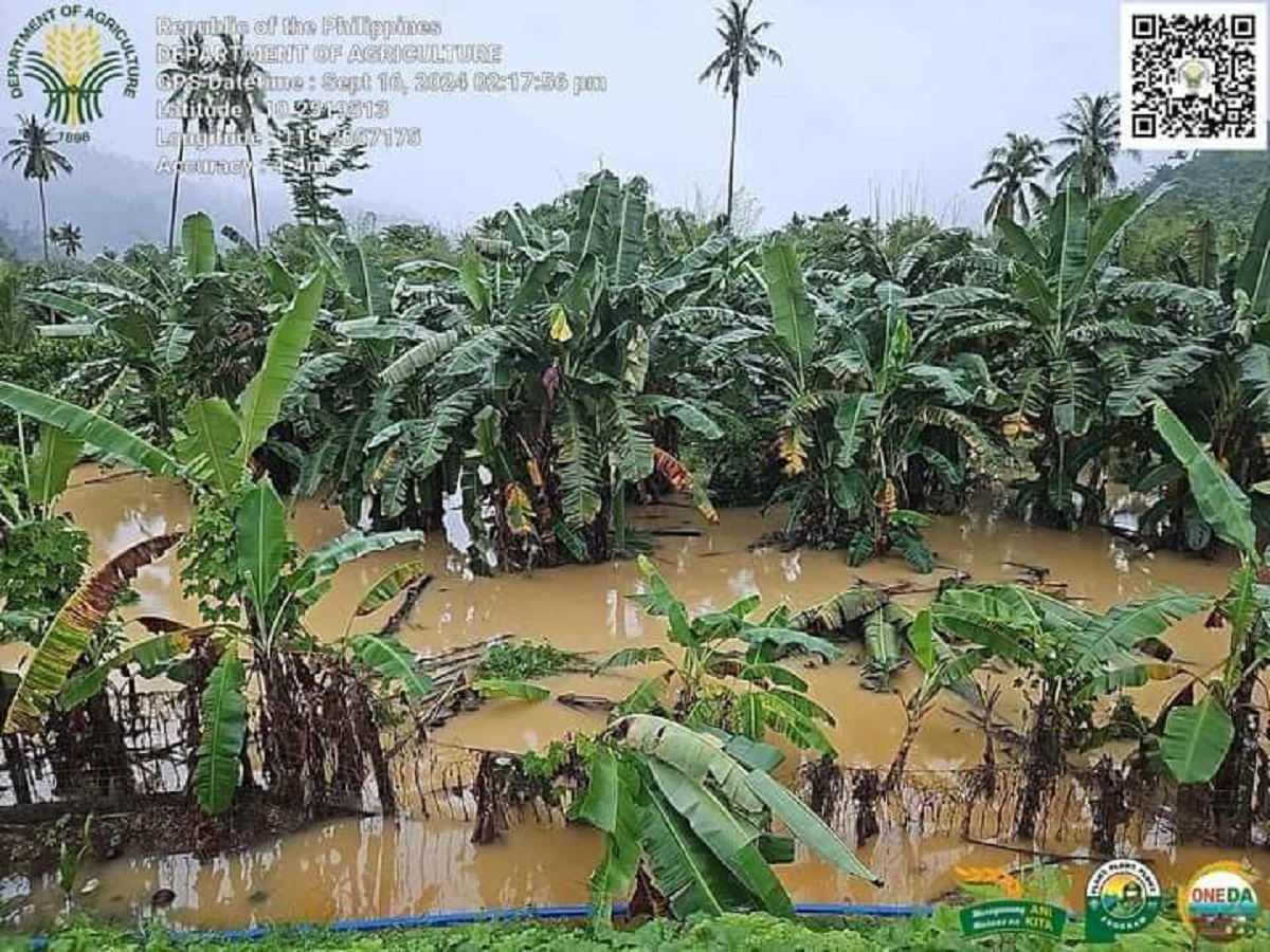 AGRI LOSSES This bananaplantation in Roxas, Palawan, is submerged in flood on Sept. 16 amid torrential rains for a week in the province. —ROXAS MUNICIPAL AGRICULTURE OFFICE PHOTO