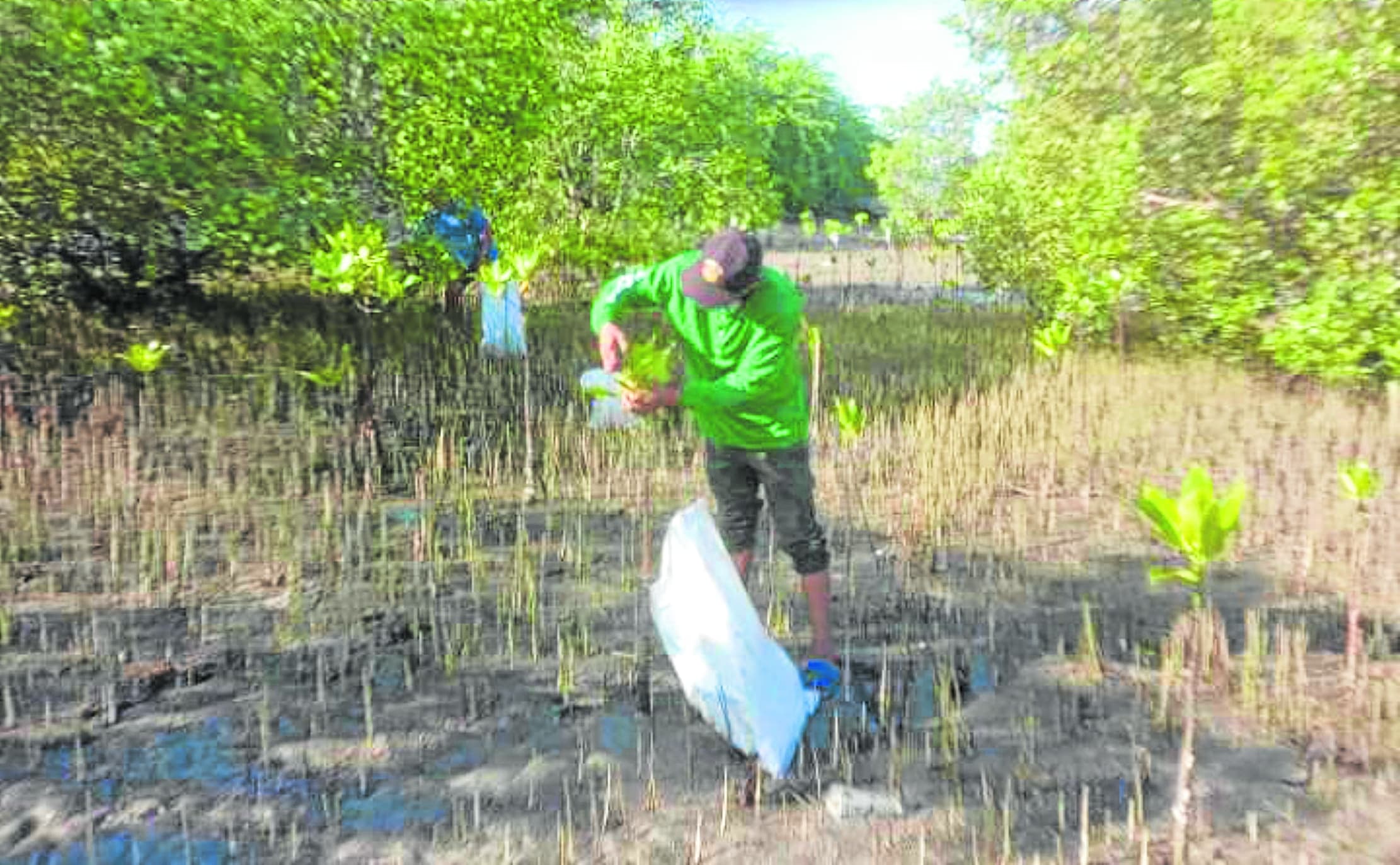 mangrove forests cleanup in Dasol, Pangasinan