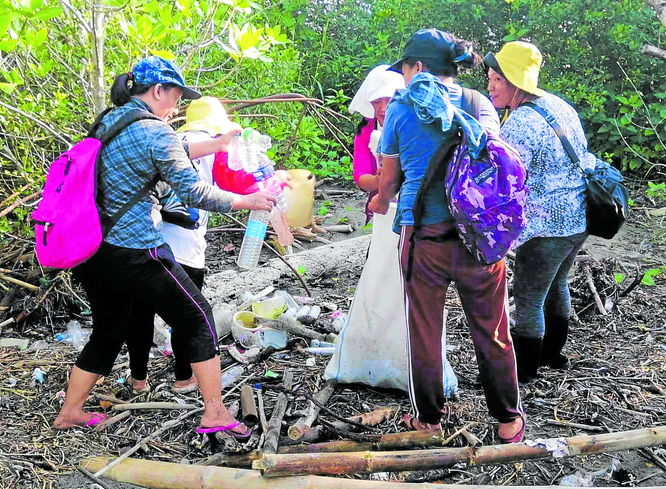 pembersihan hutan bakau di Dasol, Pangasinan