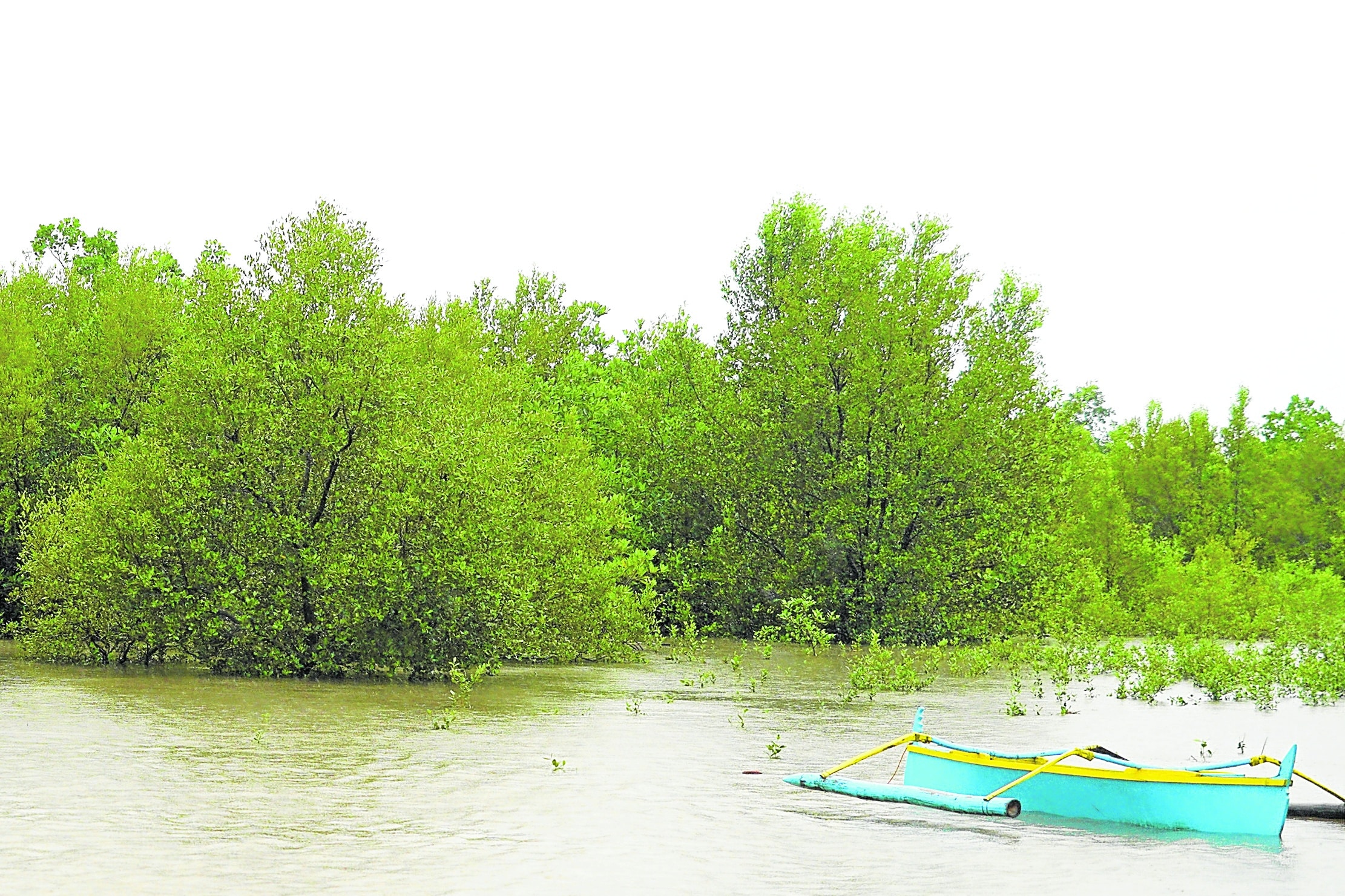 PROTECTION As Typhoon “Enteng” (Yagi) battered western Pangasinan in the first week of September, these mangrove trees along the coastline of Dasol acted like the town’s sentinels, theirbranches spread wide to absorb the heavy rain and strong wind and to protect communities from heavy flooding. 