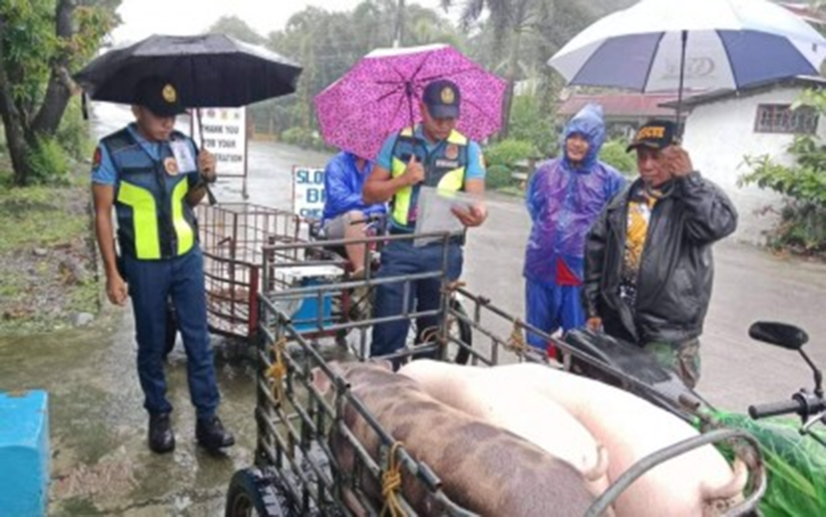 53 desa La Union berada di zona merah karena ASF