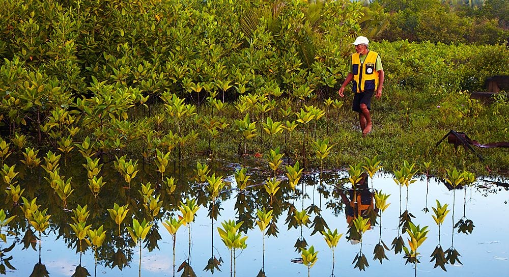 O programa ECO-STAR restaurou ecossistemas costeiros com mais de 300.000 mudas de mangue.