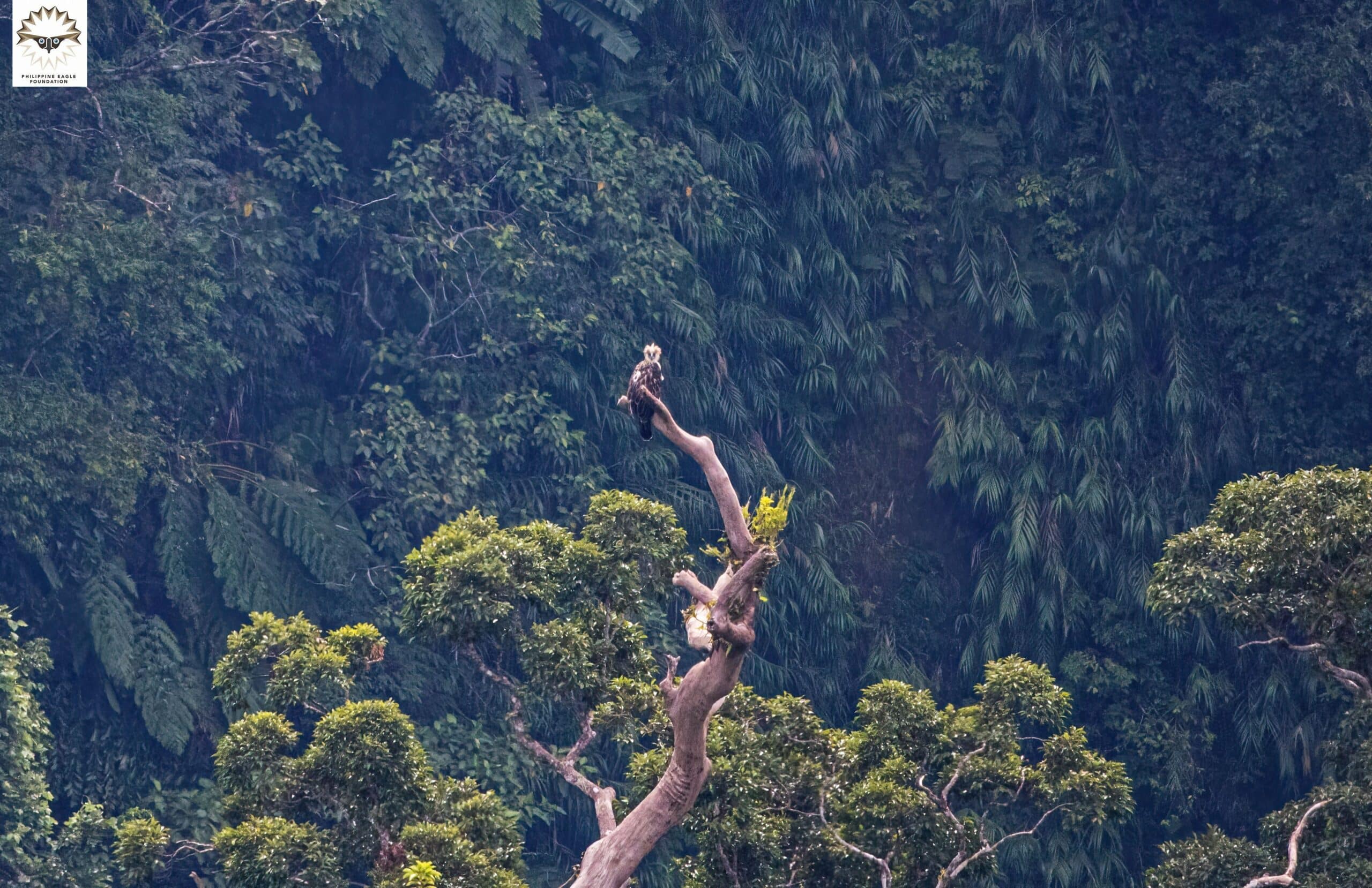 MORALE BOOSTER The sighting of female juvenile Philippine eagle “Carlito,” shown in this photo taken in the forests of MacArthur, Leyte, on Sept. 29, is a morale booster for biologists of thePhilippine Eagle Foundation, the group overseeing a program to reintroduce the national bird to the country’s forests.