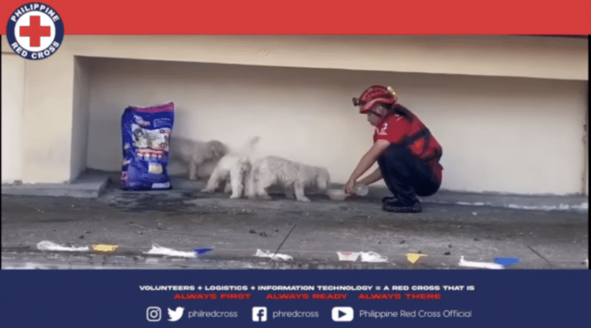 PERHATIKAN: Palang Merah PH menyelamatkan anjing-anjing yang terkena dampak Badai Kristine