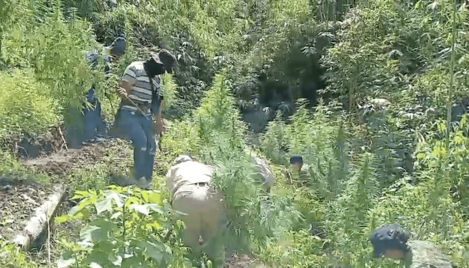 A polícia em Benguet queimou plantas de maconha no valor de P1.73-M