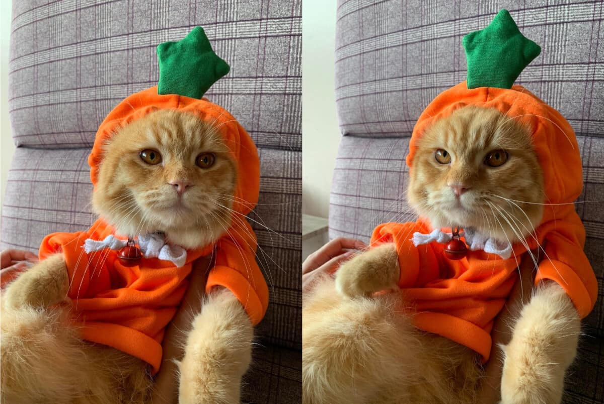 Halloween: Pets thrust into ‘purr-anormal’ season