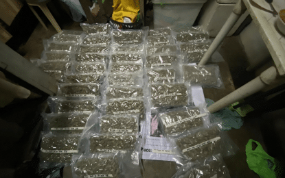 HIGH-GRADE. Police officers seize 24 pieces of heat-sealed transparent plastic packs of dried leaves suspected to be high-grade marijuana weighing around 12 kg., with an estimated street value of PHP18 million, in an anti-drug operation Saturday (Oct. 26, 2024) in Balagtas, Bulacan. Police also arrested a 40-year-old man tagged as a high-value individual. (Photo courtesy of PDEG)