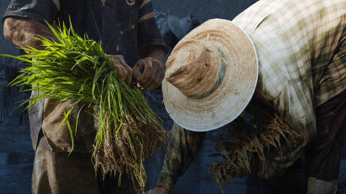 Sagibu: Landless farmers get taste of owning land