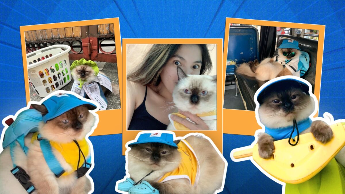 Leo pogi, a four-year-old Himalayan cat from Manila City, has been catching hearts online by being the netizens' "favorite apo."