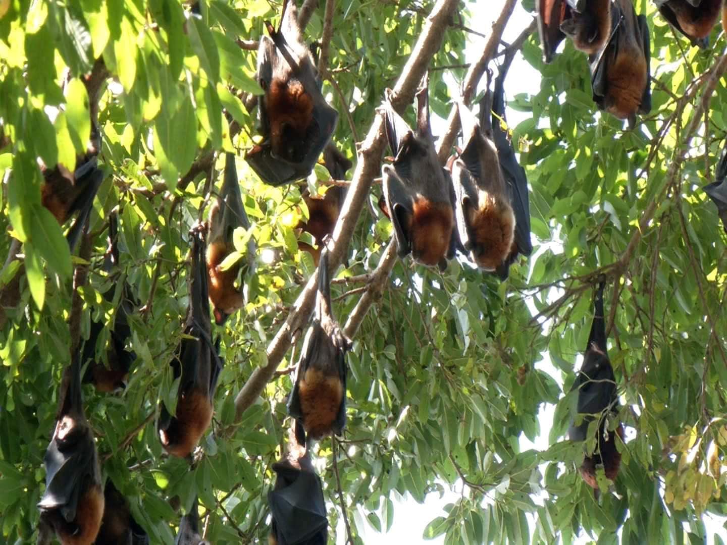 DO NOT DISTURB Environment officials are asking peoplenot to disturb this colony of golden-crowned flying foxes, a critically endangered species of bat, roosting in a balete tree at Barangay 30 in Bacolod City. Photo taken on Nov. 6. 