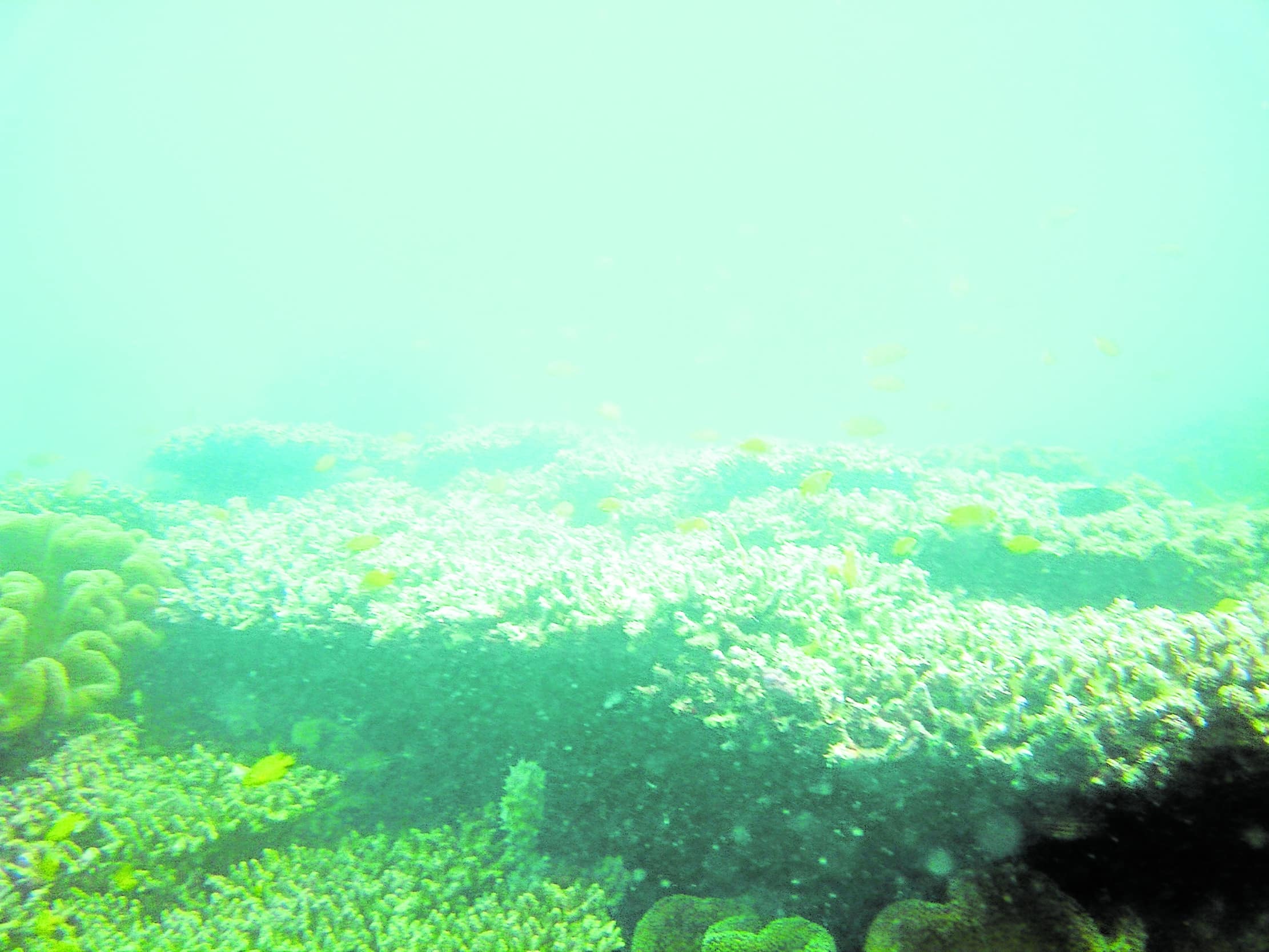 DEVELOPMENT IMPACT Dead tiered table corals, also known as centennial table corals (photo taken on Nov. 12), can be seen just 2 meters off the construction site of the craneway that will be used to build the P23-billion Samal Island–Davao City Connector project at the Samal side.