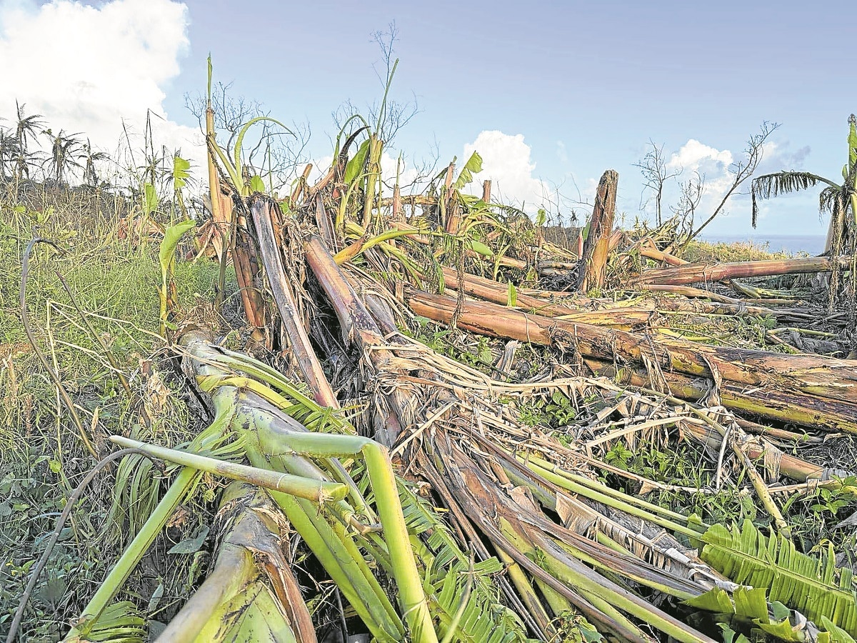 BENT AND BROKEN This abaca plantation in Gigmoto,Catanduanes, is among the more than 23,000 hectares of farms damaged by Supertyphoon “Pepito” (Man-yi) as it pummeled the Bicol region last week. Catanduanes supplies 27 percent of the country’s total fiber production.