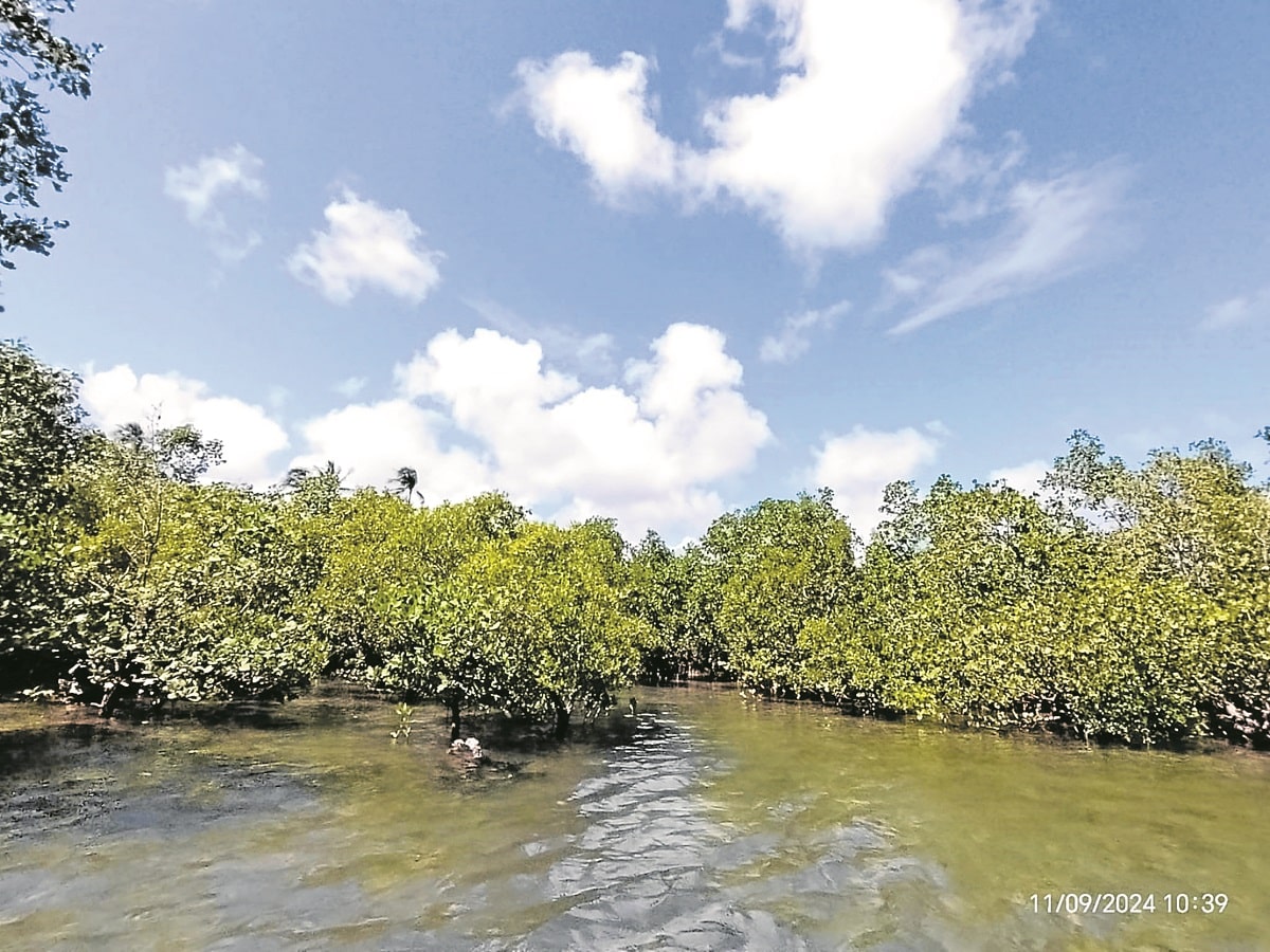 n Eastern Samar, mangroves growalong the coastlineof Barangay Carmen in Hernani town after villagers started a replanting programin 2014, a year after the town was hit by Supertyphoon “Yolanda” (Haiyan). These mangroves serve as the community’s natural barrier against storm surge.