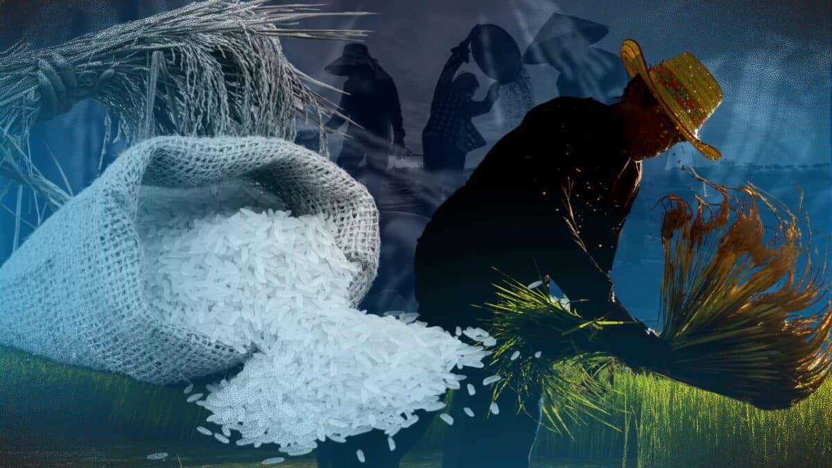 RICE composite image from Inquirer file/stock photos