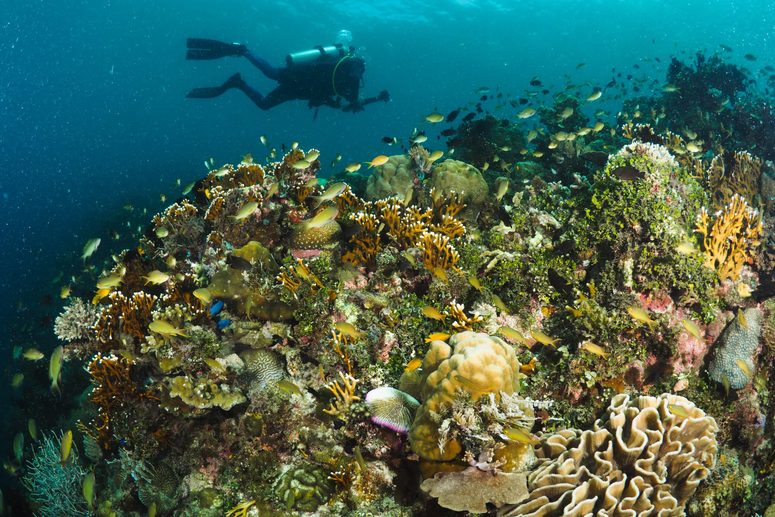 Coral reefs on Panaon Island are rich with fish that attract tourists and support the food security and livelihood of local communities.