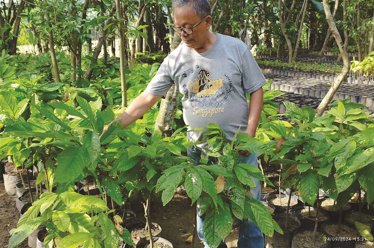 organic cacao farming