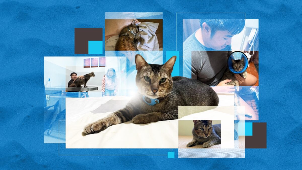 Couple Shayne and Hiel Leonado spend about 250,000 veterinary bills in a year to save their beloved puspin, Grey. Photos courtesy of Shayne and Hiel Leonado. Graphics: Samuel Yap/INQUIRER.net