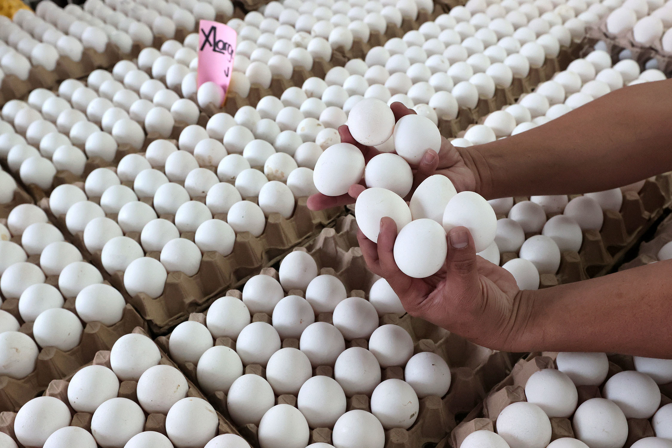 CHICKEN-AND-EGG SITUATION The Department of Agricultureis expediting the importation of egg-laying hens to boost local production and avert an egg supply shortage in April. 