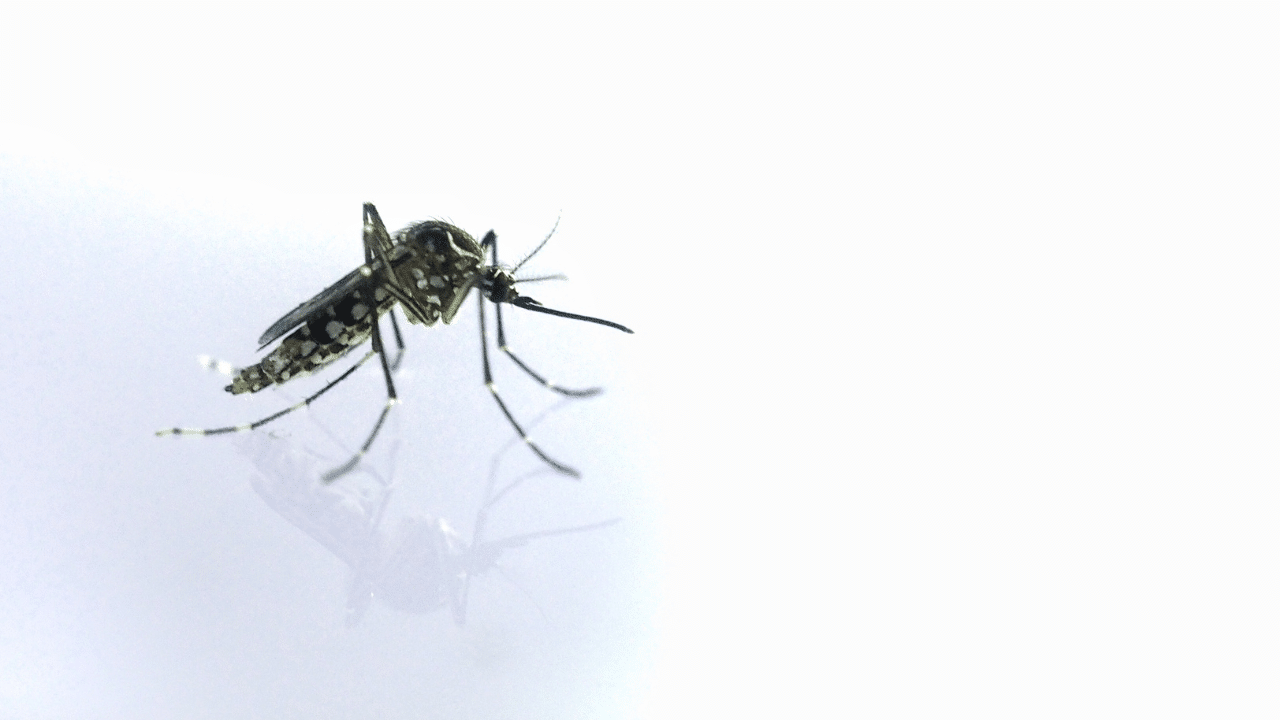 PHOTO: dengue mosquito FOR STORY: Calabarzon has most dengue cases in PH at 10,000 – DOH 