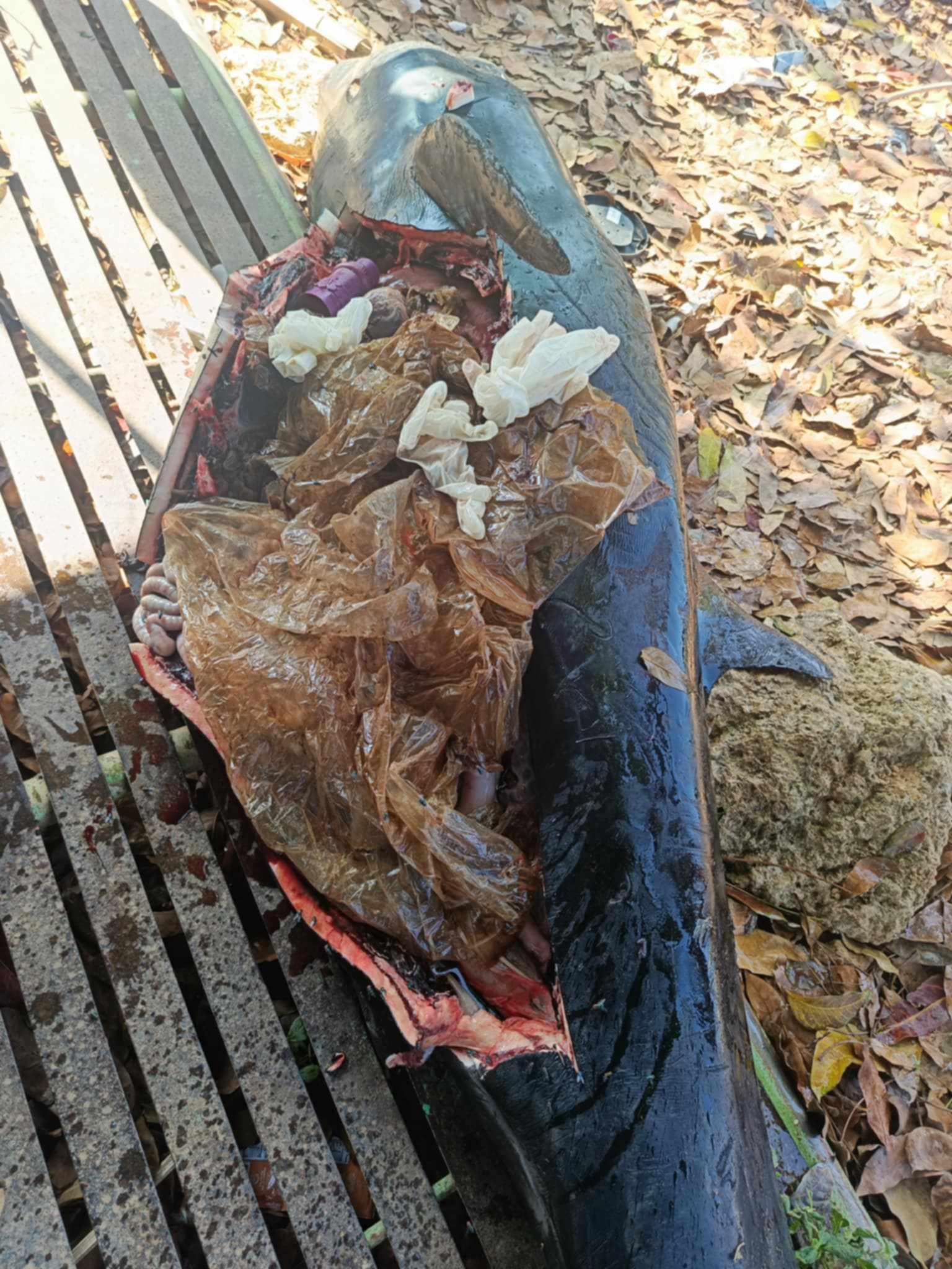 POLLUTION CASUALTY A necropsy shows that this short-finned pilot whale, found in the waters off Bolinao, Pangasinan, on Tuesday morning, had ingested nearly a kilogram of plastic waste,including grocery bags and pieces of a fabric conditioner container.