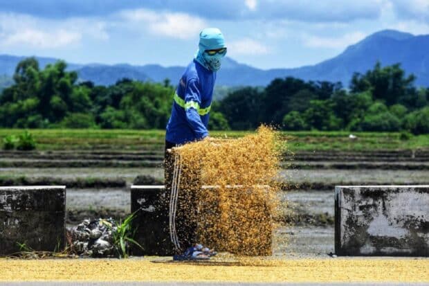 NFA hikes palay buying price to P21