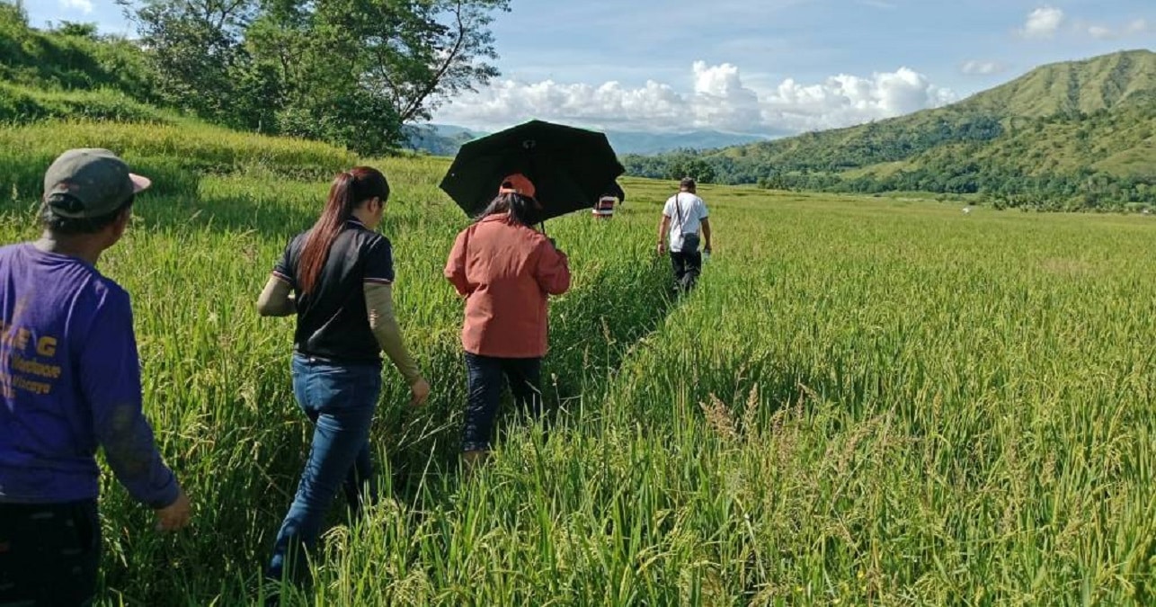 INFESTED Government agriculturists on Saturday inspect brown planthopper-infested farms in Aritao, Nueva Vizcaya.