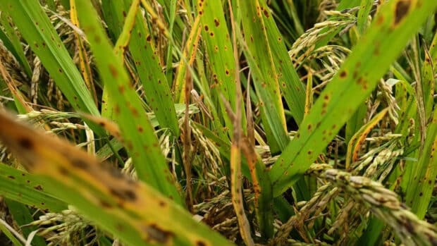 Featured article middle 9