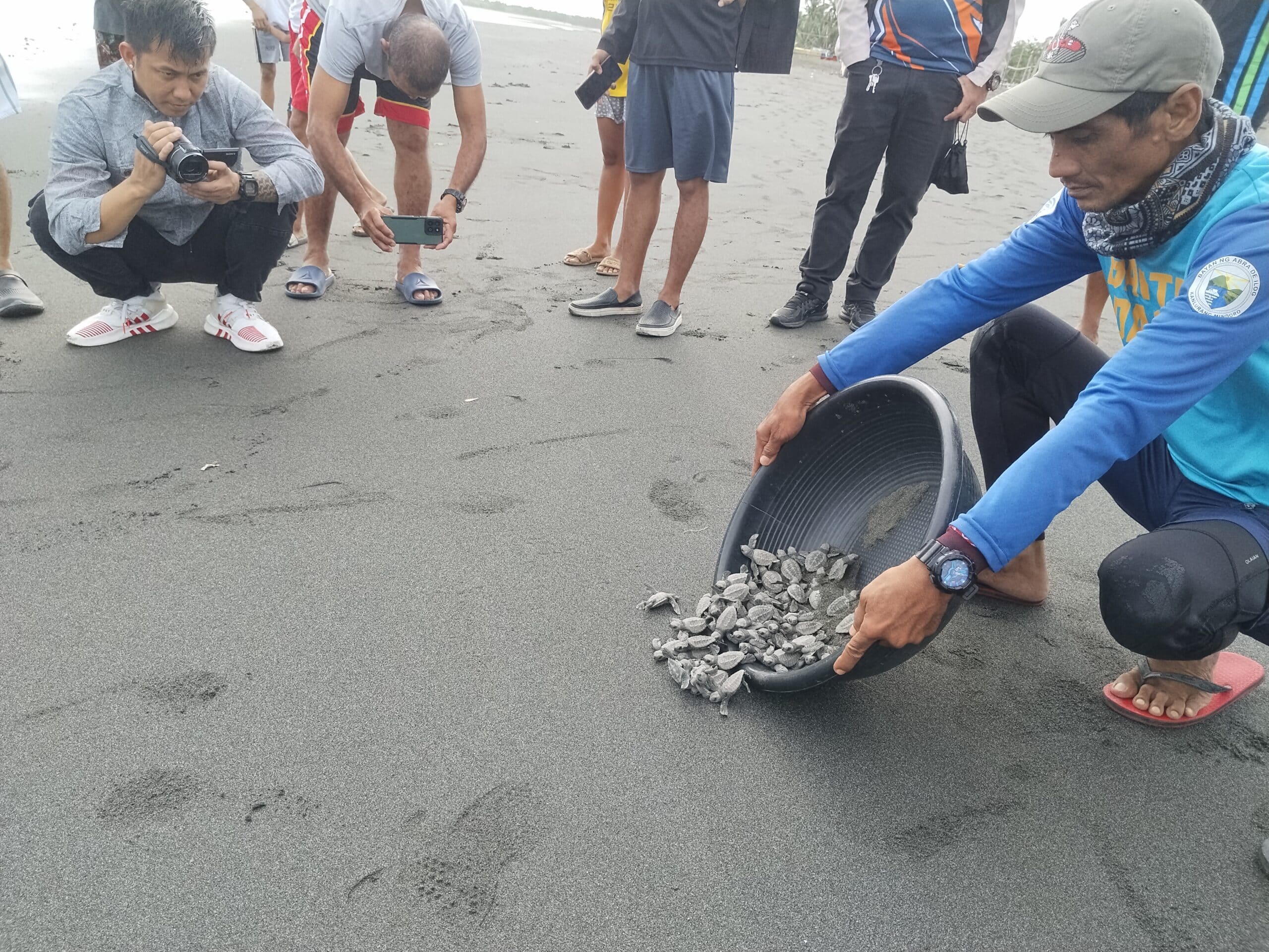 72 Olive Ridley turtle hatchlings released in Mindoro