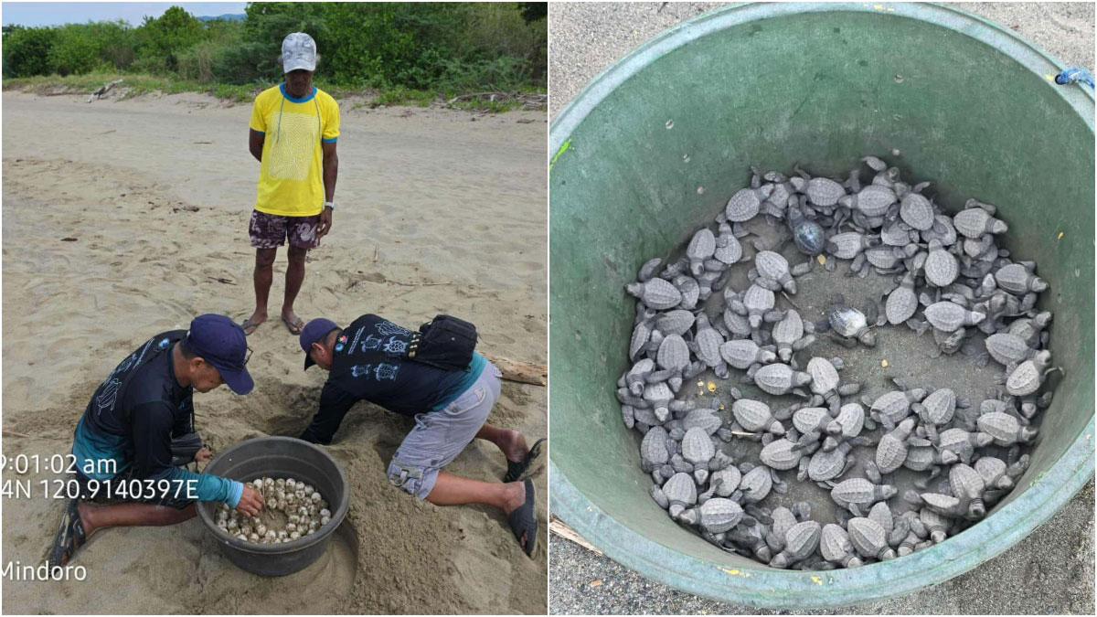 DENR releases 88 Olive Ridley turtle hatchlings in Occidental Mindoro