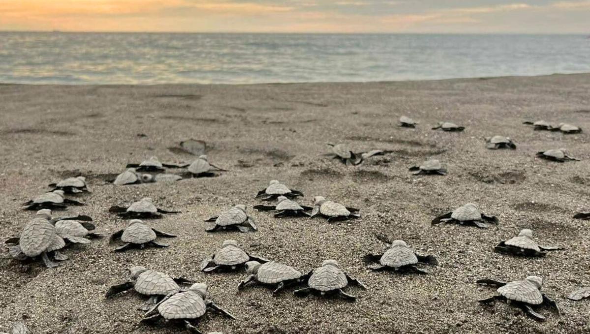 Over 1,100 olive ridley hatchlings released in Bataan