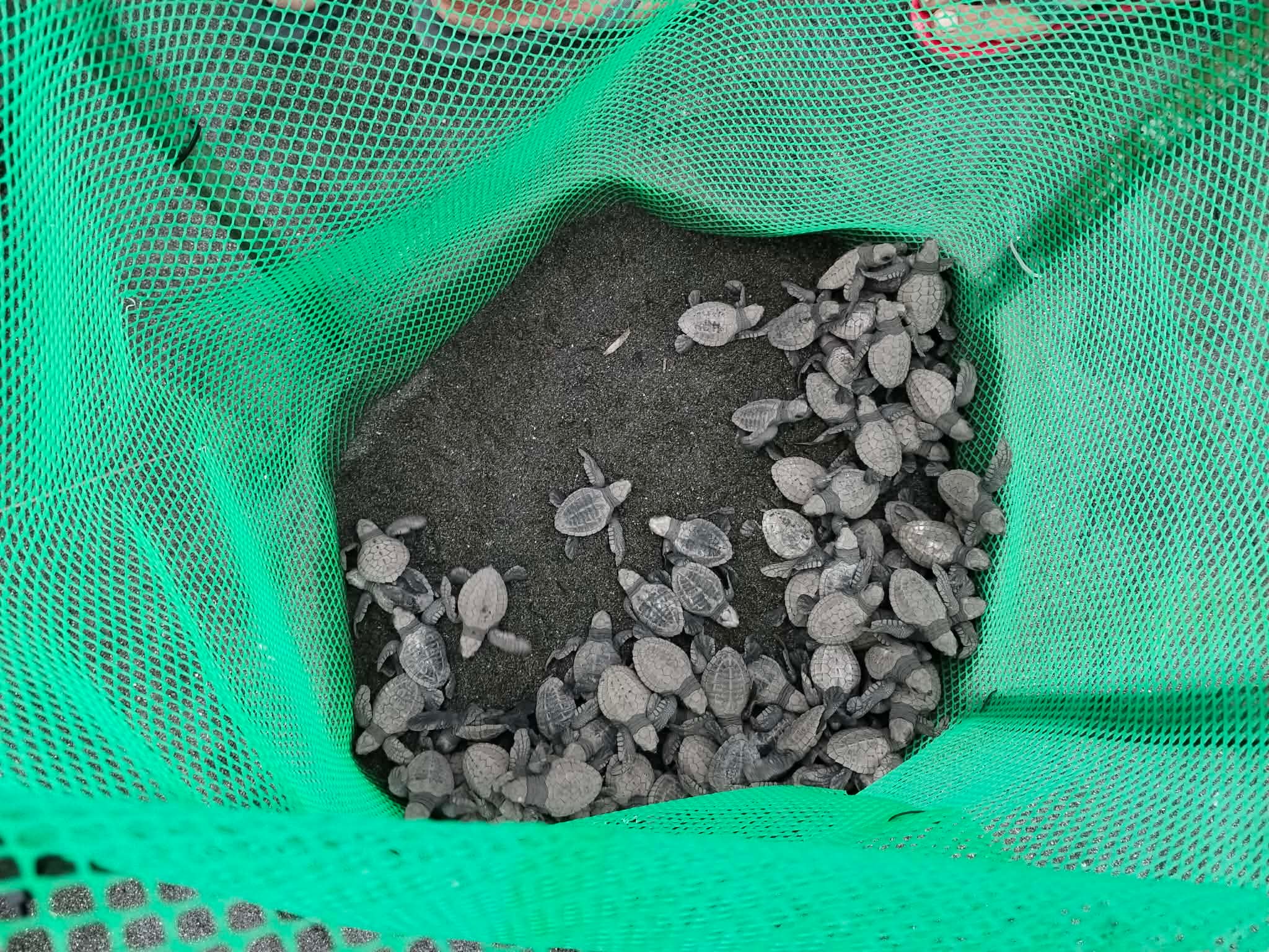 76 Olive Ridley turtle hatchlings released in Oriental Mindoro
