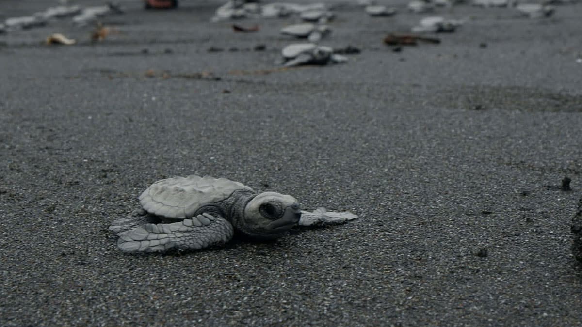 78 Olive Ridley turtle hatchlings return to sea in Calapan
