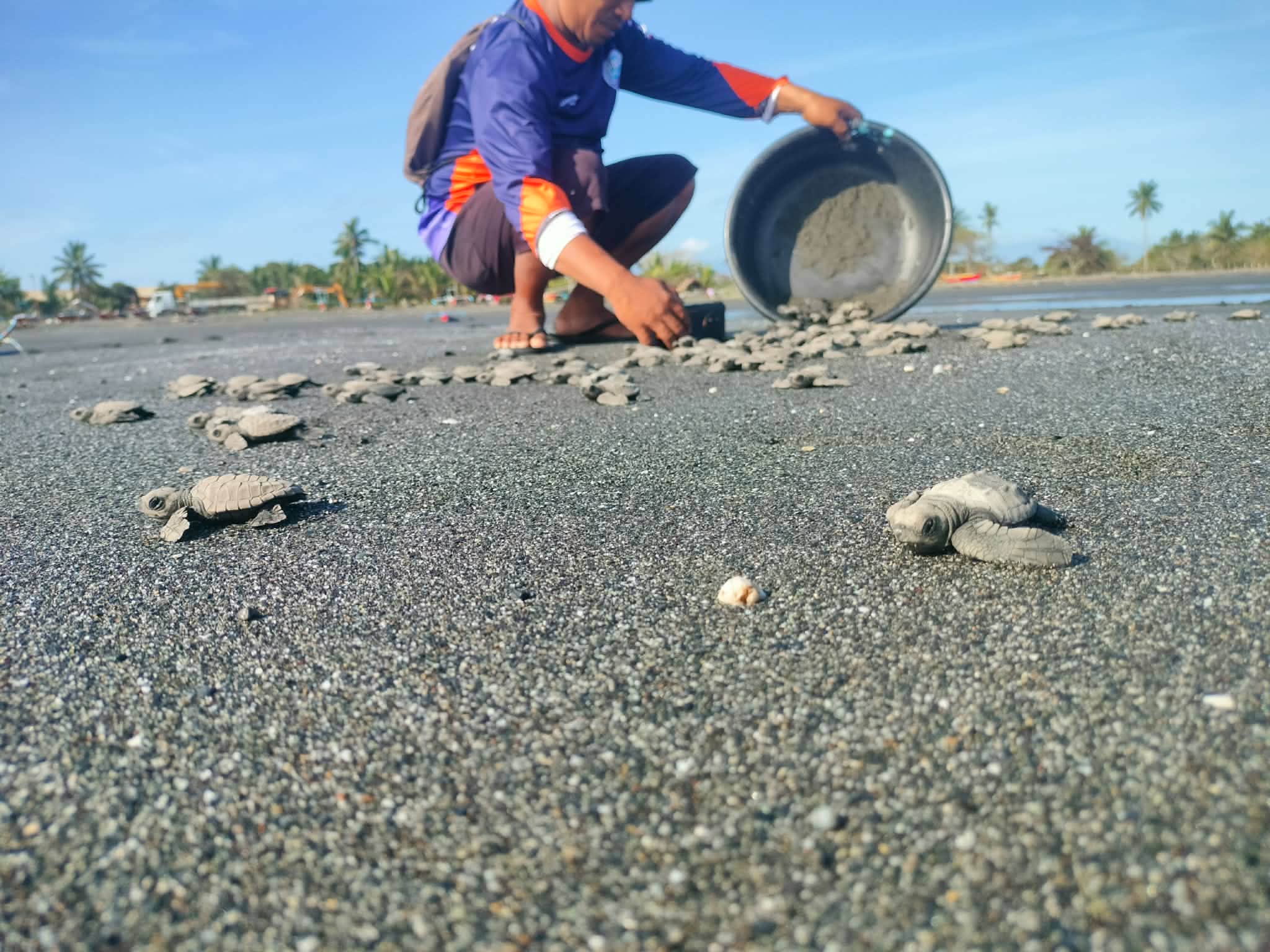 106 olive ridley hatchlings released in Calapan; more expected