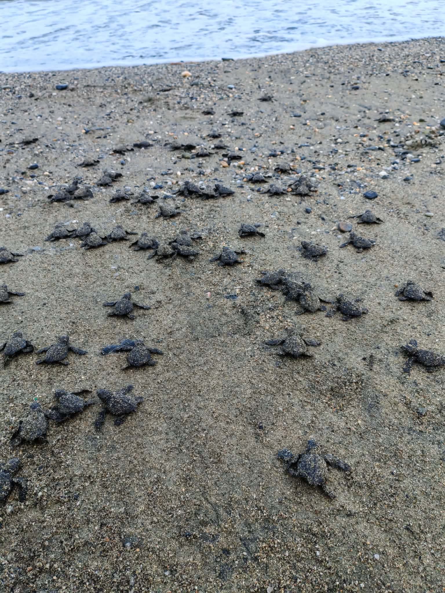 69 Hawksbill turtle hatchlings released in Zamboanga del Norte
