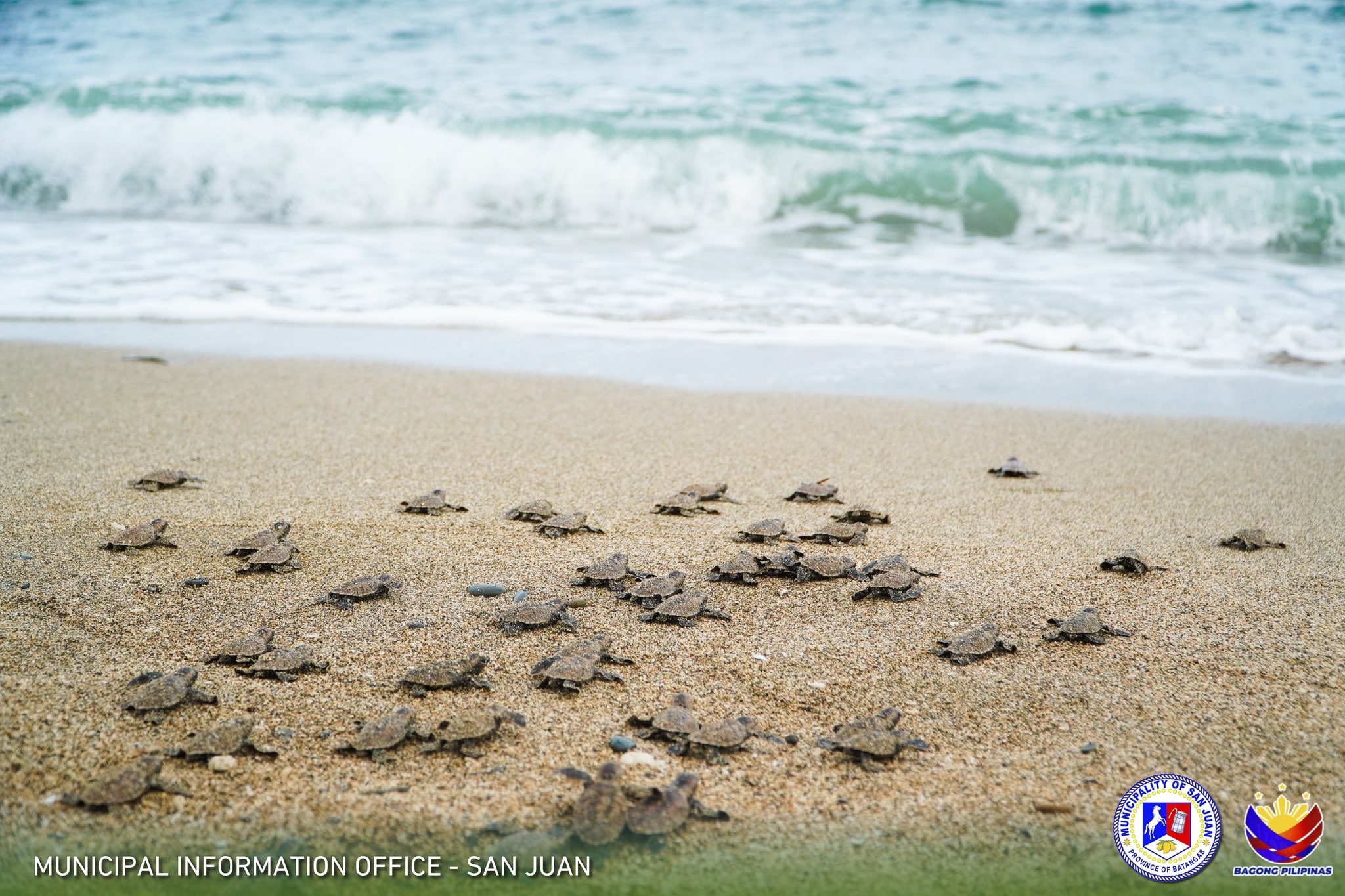 `Pawikan’ hatchlings freed in Batangas seas