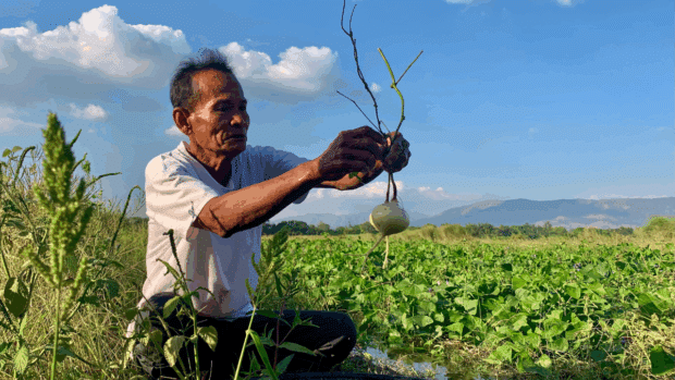 Zambales town readies for Singkamas Festival