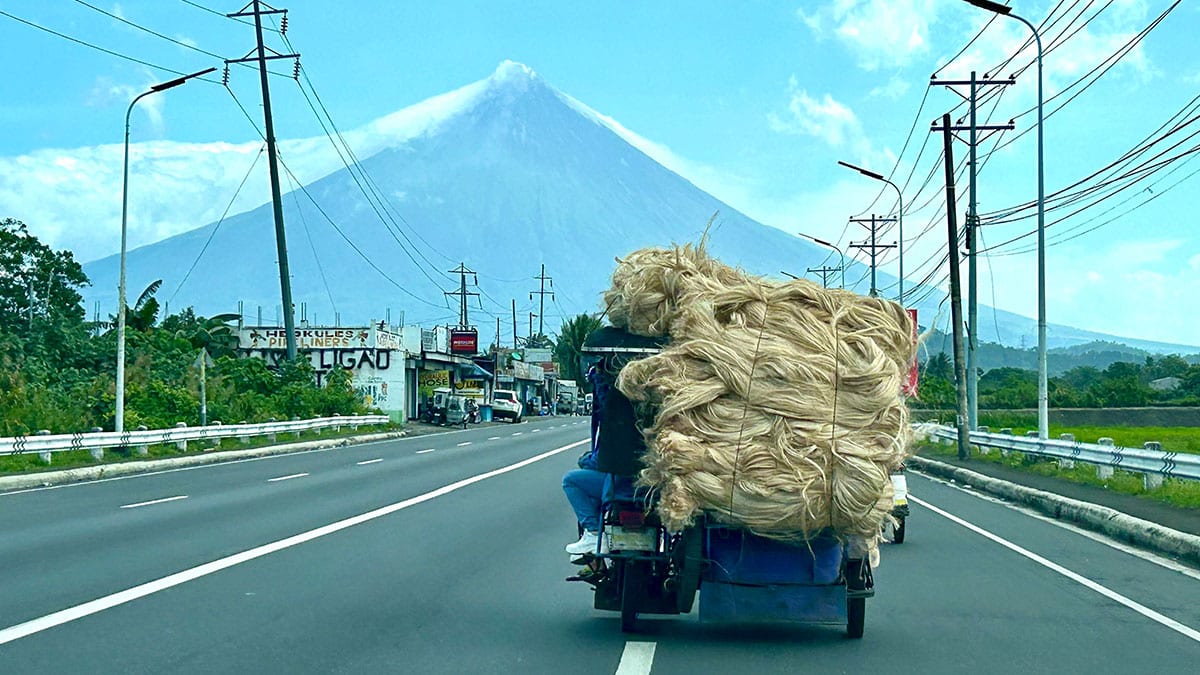 P194-M rehab drive to revive Bicol abaca industry, aid farmers