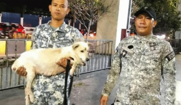 Dog rescued at MRT-3 tracks is finally home