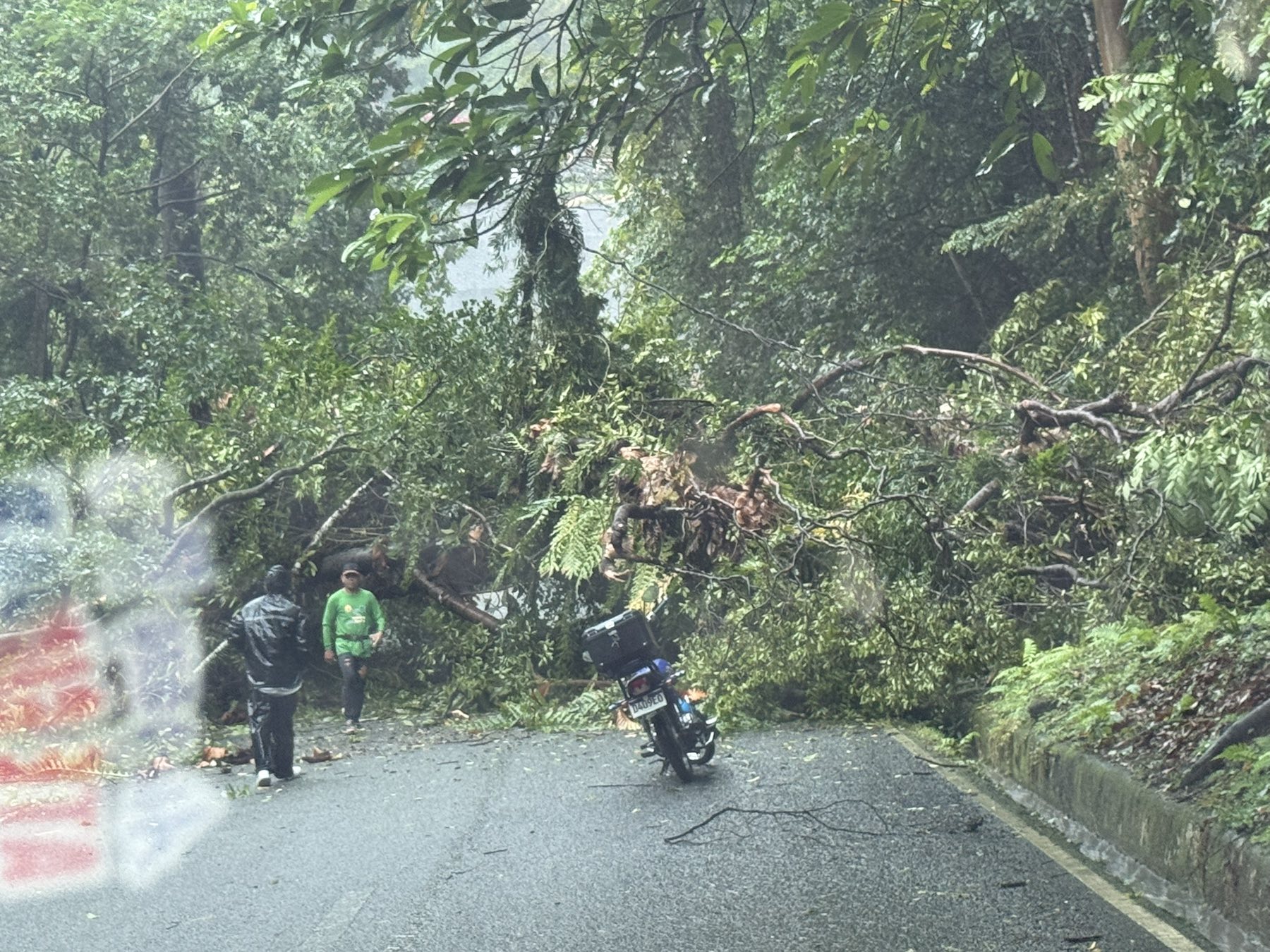 Fallen tree blocks zigzag road in Quezon