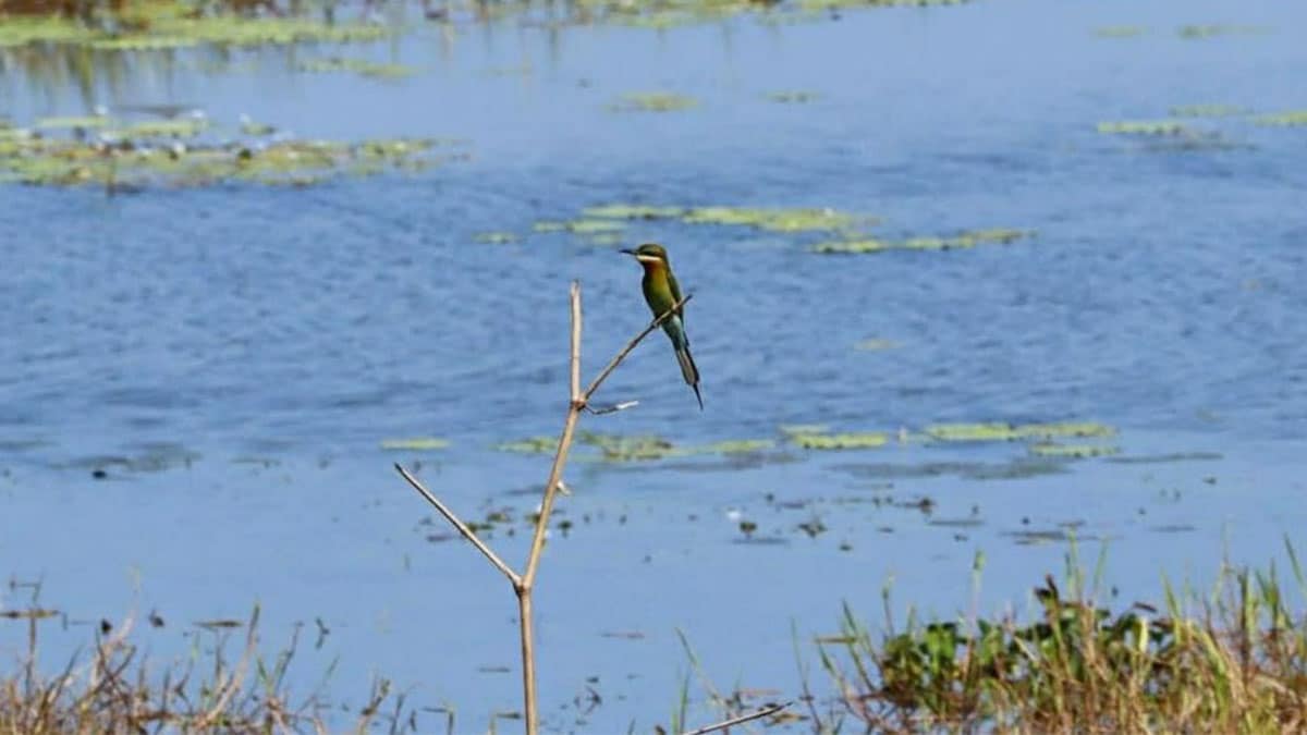 Trash haul threatens Zambales wetland