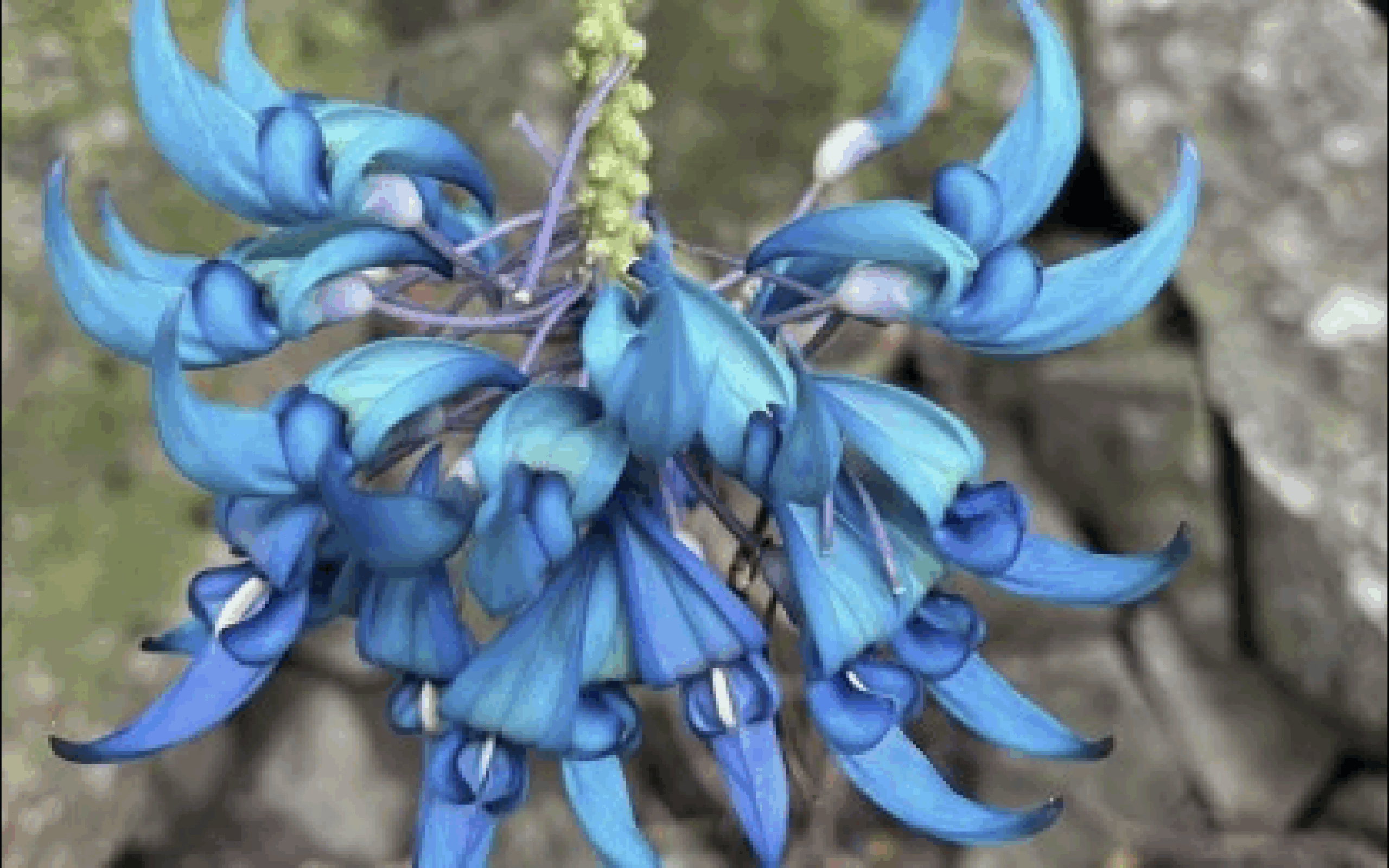 Rare jade vine discovered in forest of Apayao